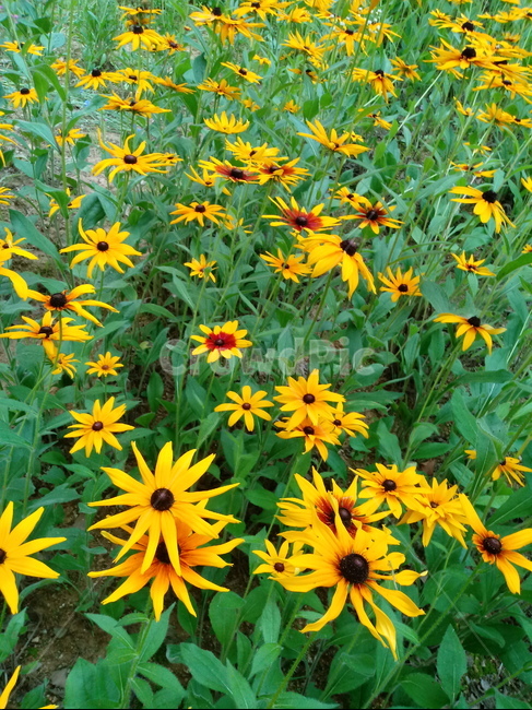 루드베키아,coneflower,노란색꽃,식물,천인국