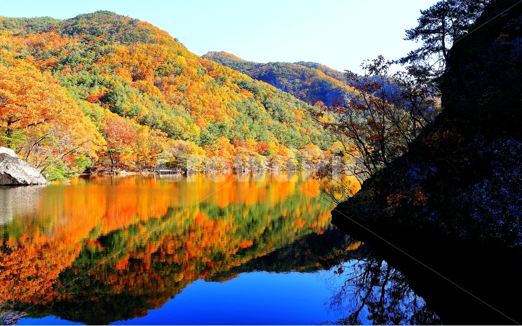 청송,가을,주산지,단풍,아침,가을,계절,fall,autumn,season,자연,풍경,nature,landscape,한국자연풍경,한국자연경관,korea nature landscape,outdoors,옥외,plant,식물,leaf,잎