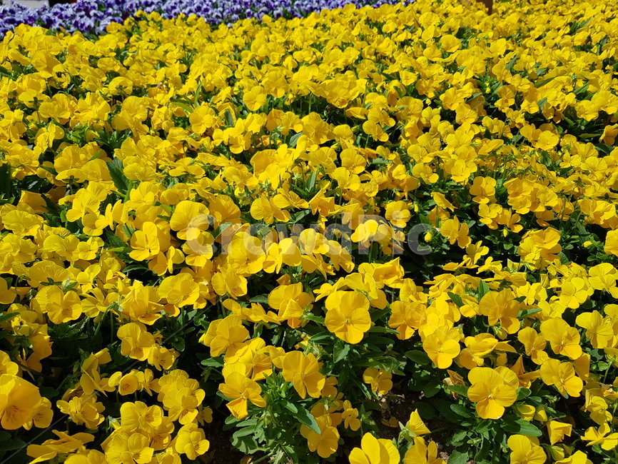 꽃,노란꽃,꽃밭,식물,봄,flower