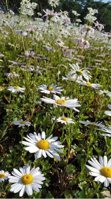 jeonbuk,Gujeolcho,Jeongeup,Gujeolcho Festival,flower