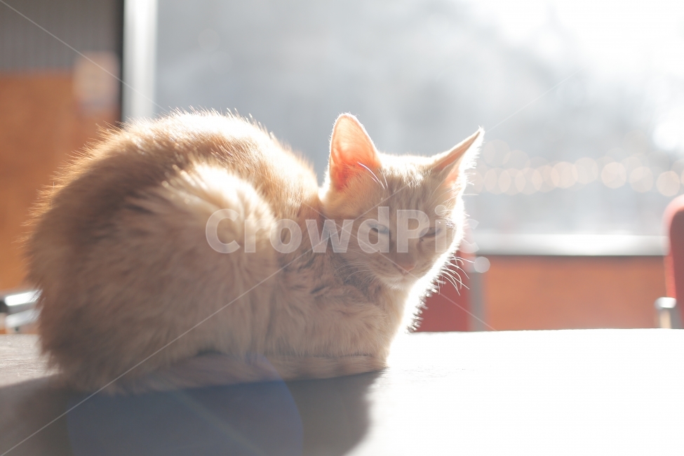 고양이,아기고양이,cat,반려묘,애완동물,동물,아기동물,도둑고양이,길냥이,동물,animal,포유류,mammal,고양이,cat,kitten,kitty,휴식,힐링,rest,relaxation,healing