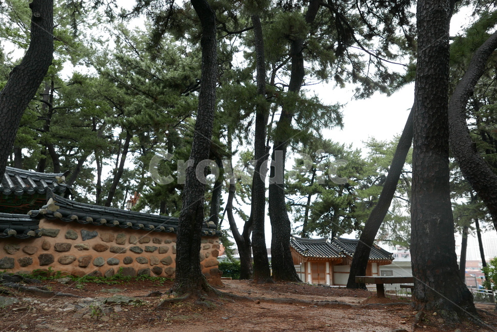 기와,돌담,소나무,나무,사적지,자연,traditional,culture,tree,nature