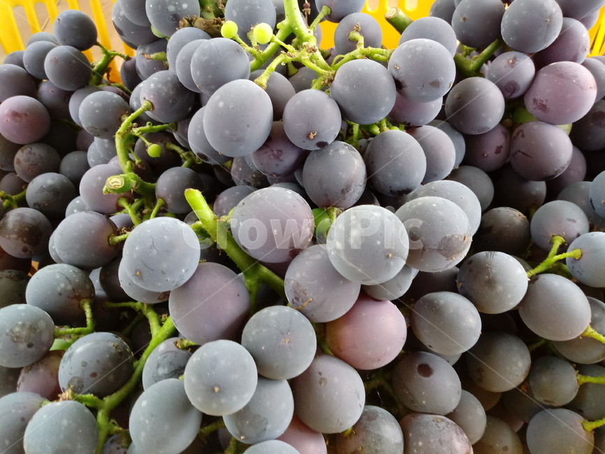 포도,과일,열매,거봉,식물,과일,열매,fruit