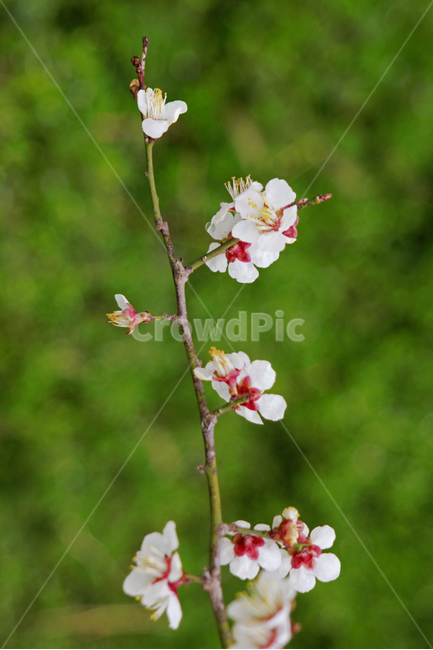 꽃,자연,풍경,flower,벚꽃,꽃가지,꽃접사,식물,자연,plants,nature,꽃,flower