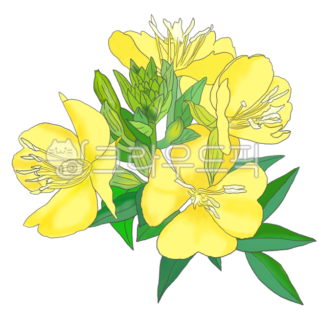달맞이,달맞이꽃,꽃,flower,꽃일러스트,식물