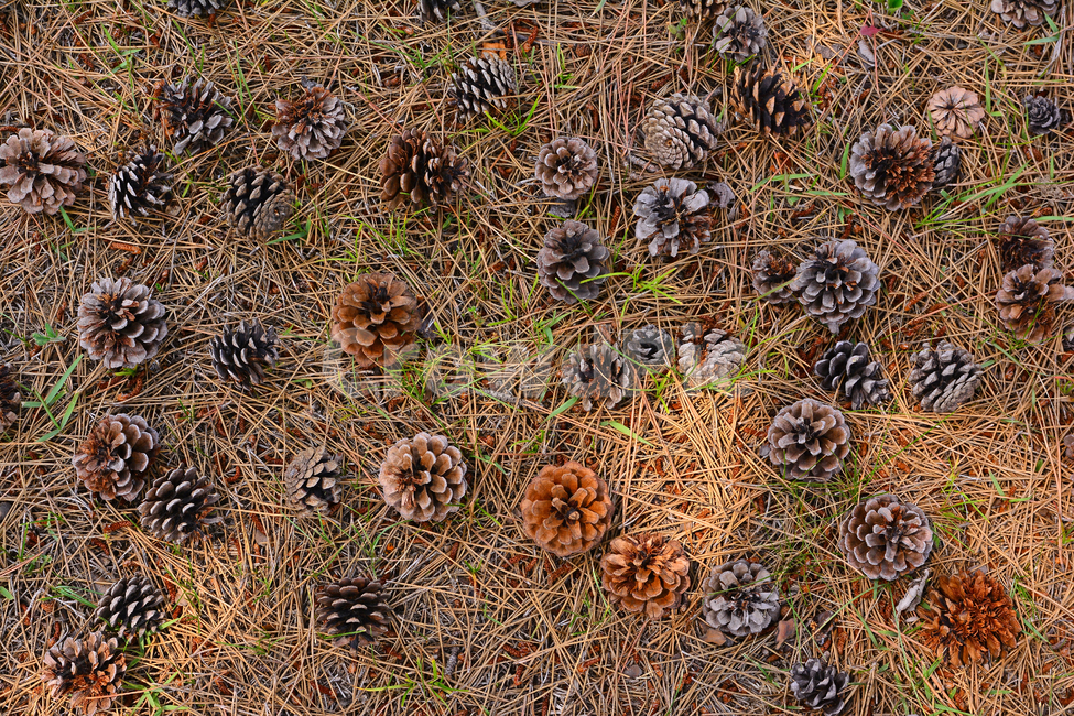 솔방울,열매,소나무,나무열매,씨앗,식물,파인트리,pinecone,땅,대지,바닥,지면,솔잎,결실,바탕,배경,백그라운드,outdoor,seed,패턴,plant,땅바닥,야외,옥외,자연,natural,가을배경,가을,계절,fall,autumn,season,과일,열매,fruit