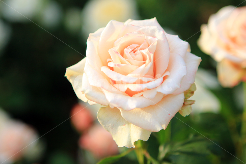 장미,꽃,flower,장미꽃,rose,꽃잎,꽃망울,꽃송이