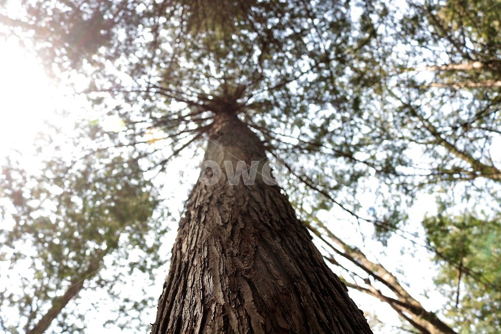 숲,tree,나무,나무줄기,키큰나무,식물,자연,plants,nature,나무,trees,wood