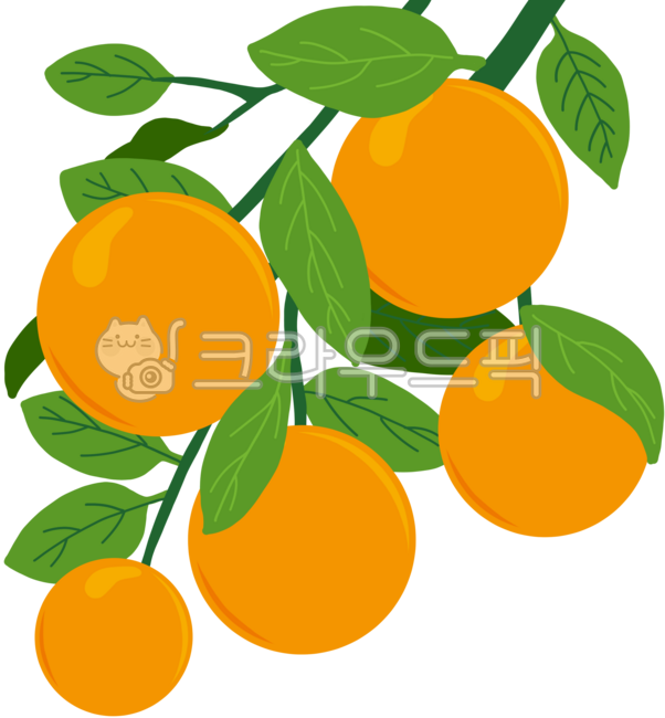 감귤,감귤그림,겨울철과일,과일그림,과일장식,맛있는감귤,맛있는한라봉,밀감,반쪽한라봉,예쁜한라봉그림,오랜지,제주감귤,제주밀감,제주한라봉