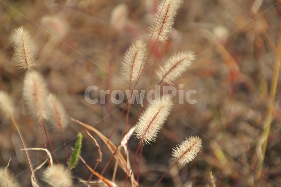 grass,plant,식물,잔디,lawn,강아지풀,풀,식물,자연,plants,nature