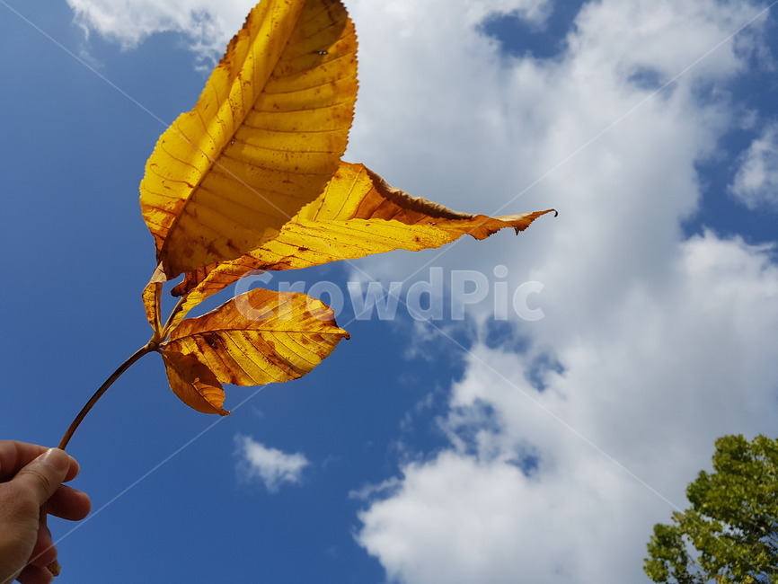 가을하늘,가을,낙엽,구름,하늘,단풍,잎,plant,leaf,가을,계절,fall,autumn,season,식물,veins,정맥