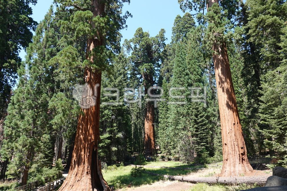National Park,American Tree,Sequoia,Tree,Forest,Nature,Giant