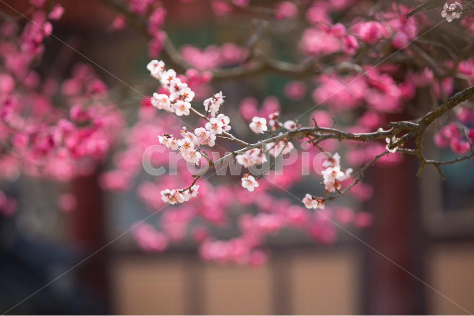 매화,봄,꽃,계절,식물,통도사,plant,flower