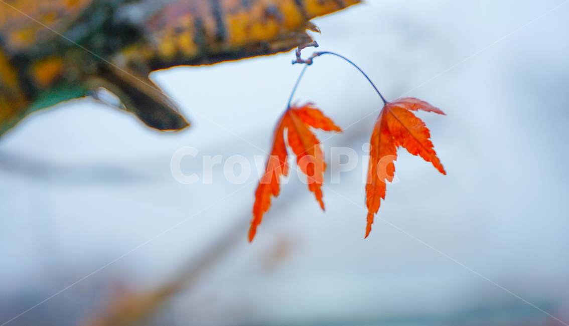 겨울비,단풍,잎,잎새,빗방울,자연,식물,나무,계절,가을,계절,fall,autumn,season,식물,자연,plants,nature,감성,sensible,feeling,leaf,plant,tree