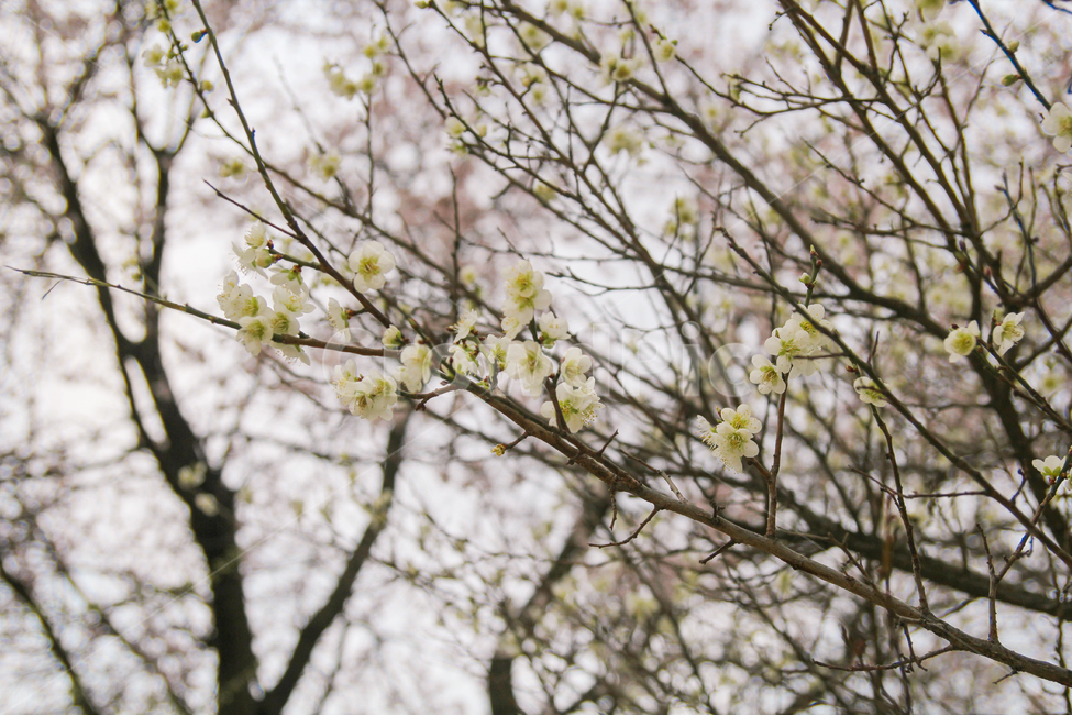 매화,매화나무,매화꽃,봄,꽃,자연,풍경,나무,식물,감성사진,봄,계절,spring,season,식물,자연,plants,nature,꽃,flower,plant