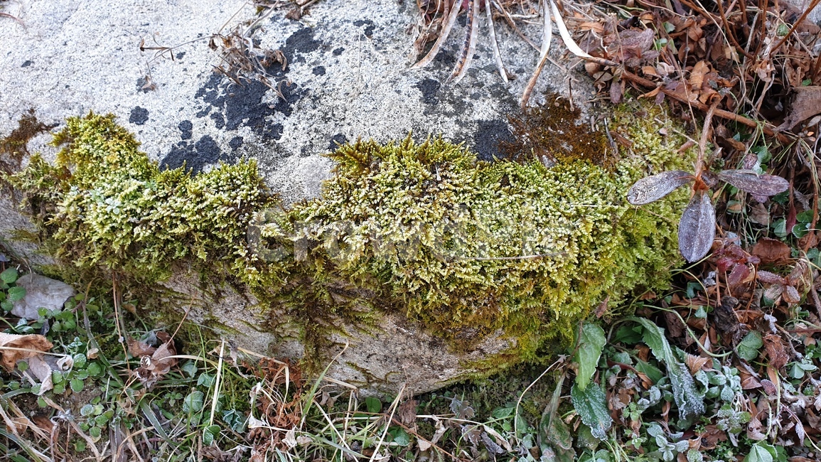 plant,식물,moss,이끼,자연,서리,겨울,돌