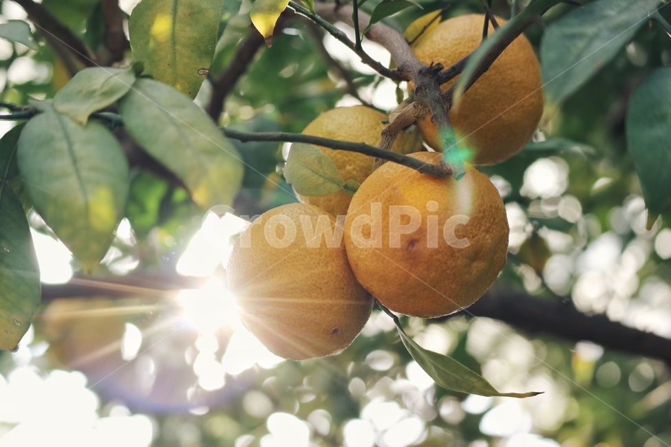 plant,식물,유자,나무,tree,nature,과일,열매,fruit,감성,sensible,feeling,휴식,힐링,rest,relaxation,healing