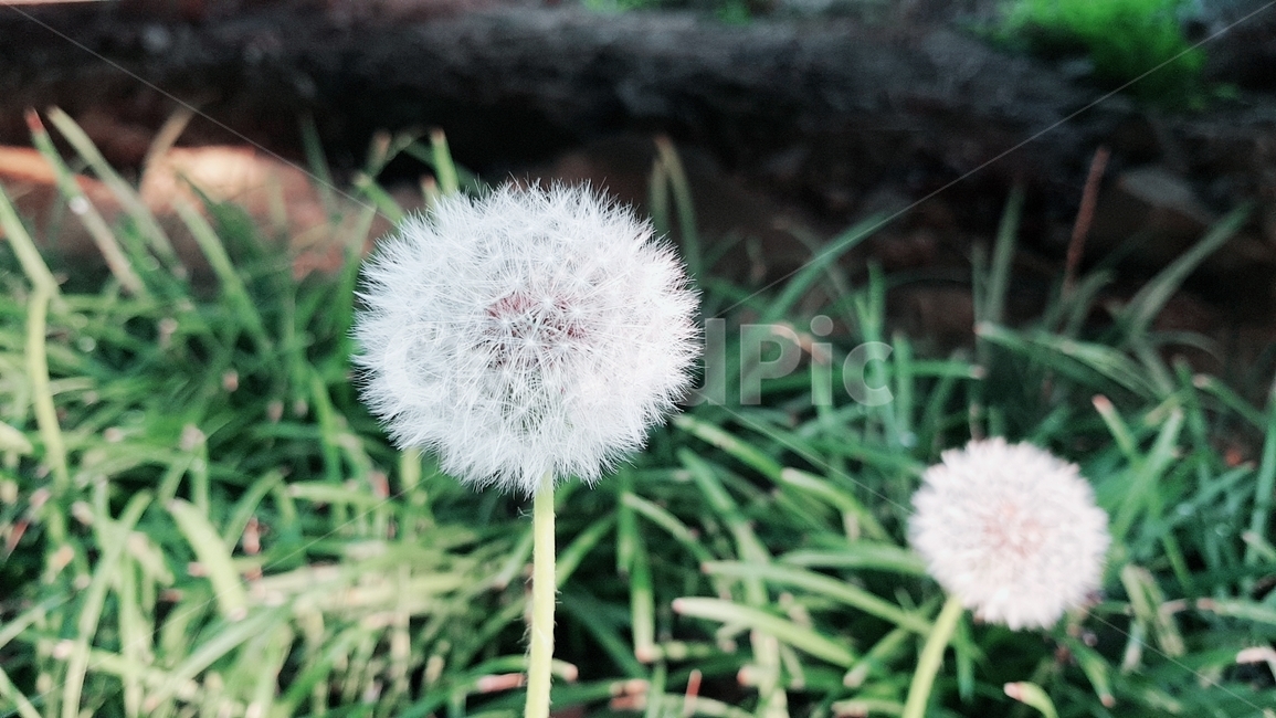 민들레꽃,자연,꽃,식물,초록