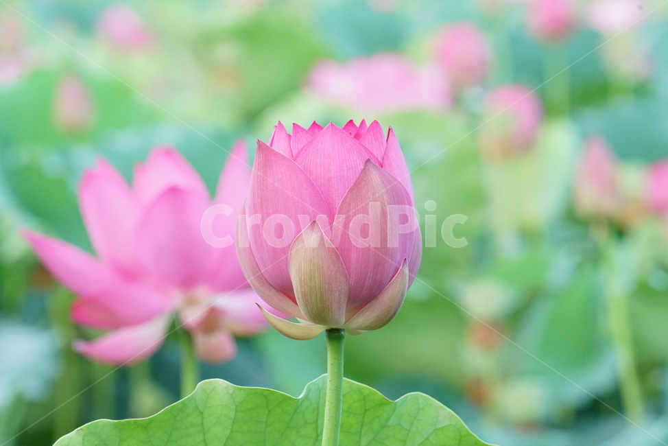 연꽃,수초,식물,lotus,땅속줄기,담수초,수중식물,수련과,련꽃