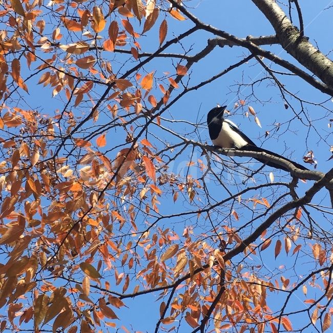 까치,단풍,나무,새,한국,까마귀,둥지,Bird,Maple,가을,가을바람,가을단풍,꽃샘추위,바람,고독,단풍나무,느티나무,가을,계절,fall,autumn,season,식물,자연,plants,nature,나무,trees,wood,동물,animal,조류,새,birds,bird
