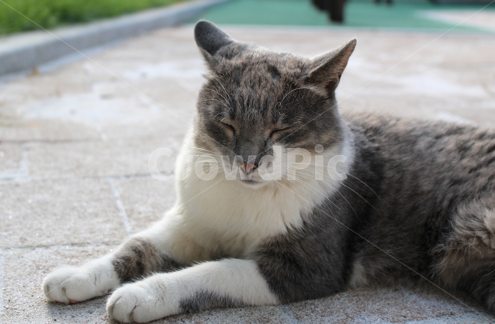고양이,길고양이,클로즈업,귀여운,공원,배경,날카로운,예쁜,자연스러운,동물,동물,animal,포유류,mammal,고양이,cat,kitten,kitty