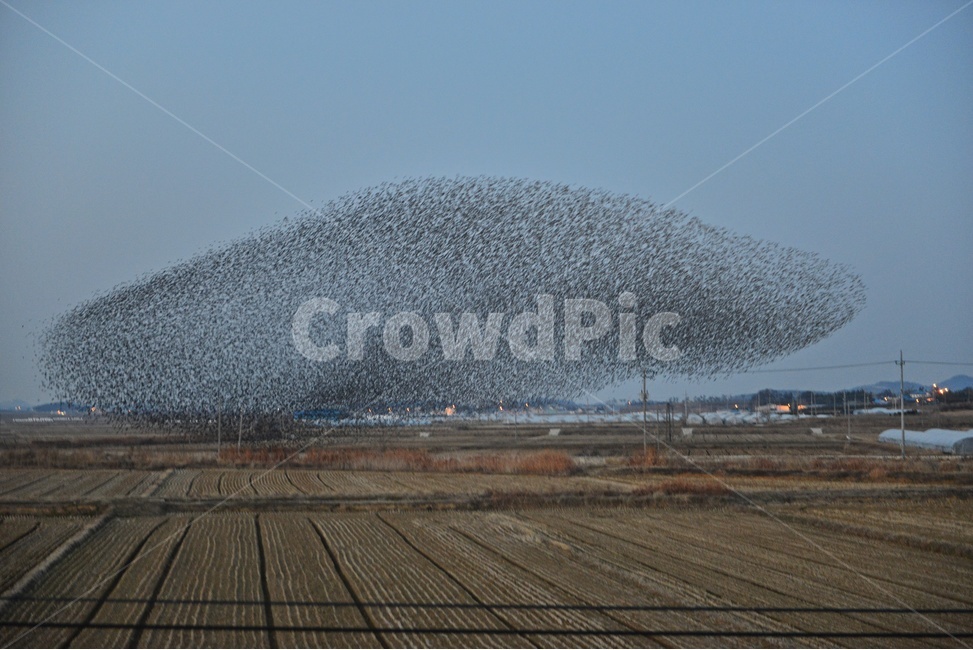 water,물,nature,자연,outdoors,옥외,animal,동물,flock,대군,고창,동림지,가창오리,가창오리군무,군무,농경지,농업,농사,경작