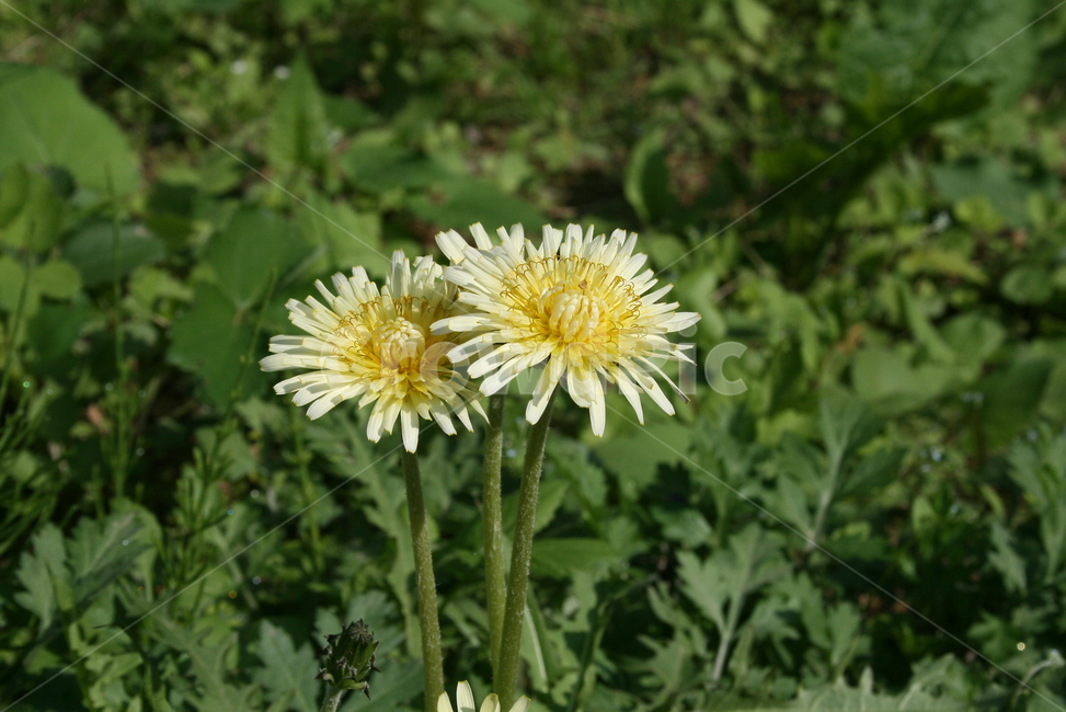 흰민들레,국화과,여러해살이풀,야생화,토종민들레,복공영,식물,자연,plants,nature,꽃,flower