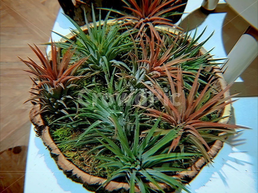 틸란드시아,이오난사,테라리움,인테리어,가드닝,식물,식물,자연,plants,nature