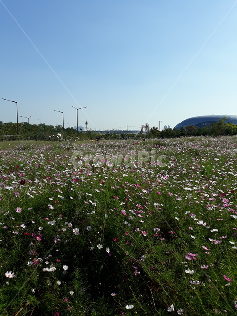 cosmos,계양꽃마루,코스모스,가을나들이,가을하늘,식물,자연,plants,nature,꽃,flower