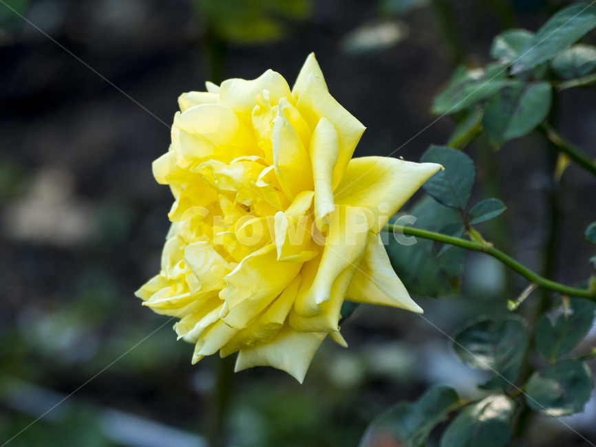 가을장미,장미,외로움,autumnrose,선물,식물,자연,plants,nature,꽃,flower