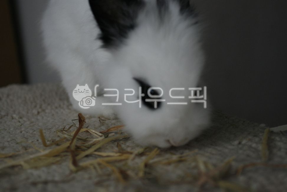 토끼,갈색토끼,흰색토끼,토끼먹이주기,동물,rabbit,반려동물,집토끼