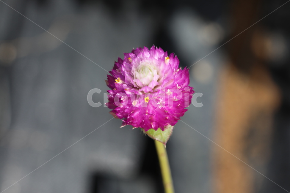 천일홍,빨강,변치않은사랑,자연,축제,식물,자연,plants,nature,꽃,flower