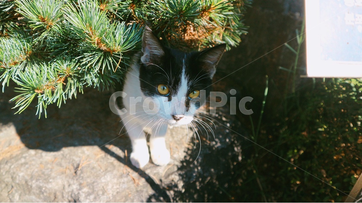 plant,식물,고양이,cat,동물,animal,동물,animal,포유류,mammal,고양이,cat,kitten,kitty