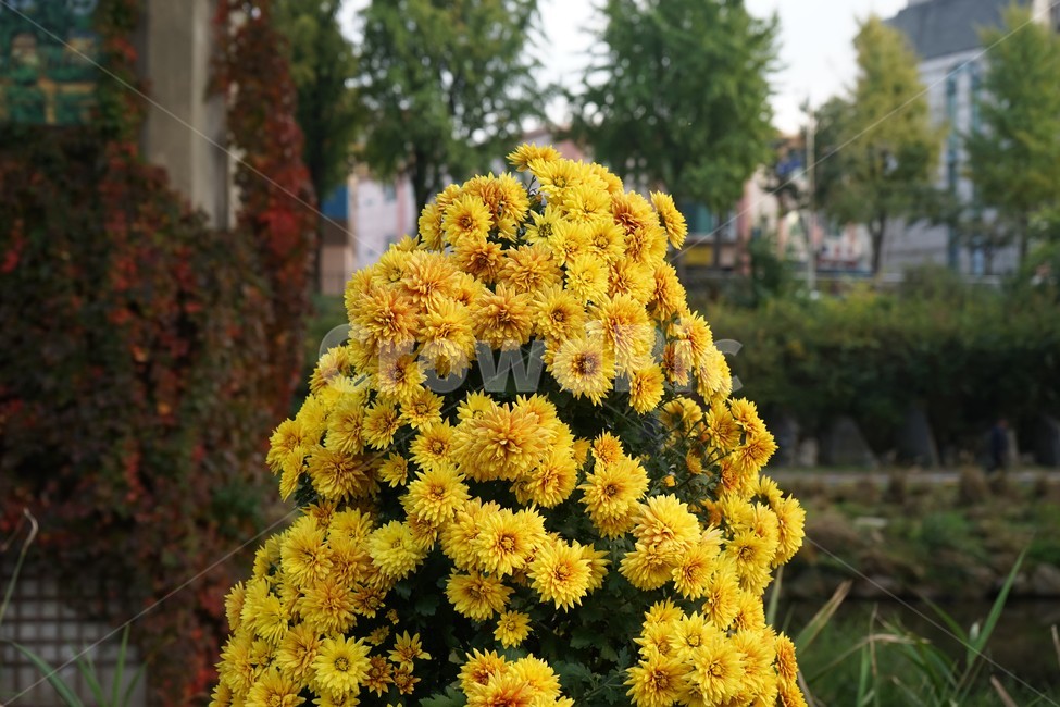 chrysanthemum,국화,가을,전시,핑크,꽃,계절,우아함,꽃송이,autumn,fall,flower,season,smell,elegance,bloom,yellow,노랑,floral,nobility,고귀함,향기,가을대표,가을꽃,식물,노랑꽃,꽃봉오리,국화꽃,plant,식물,자연,plants,nature,꽃,flower