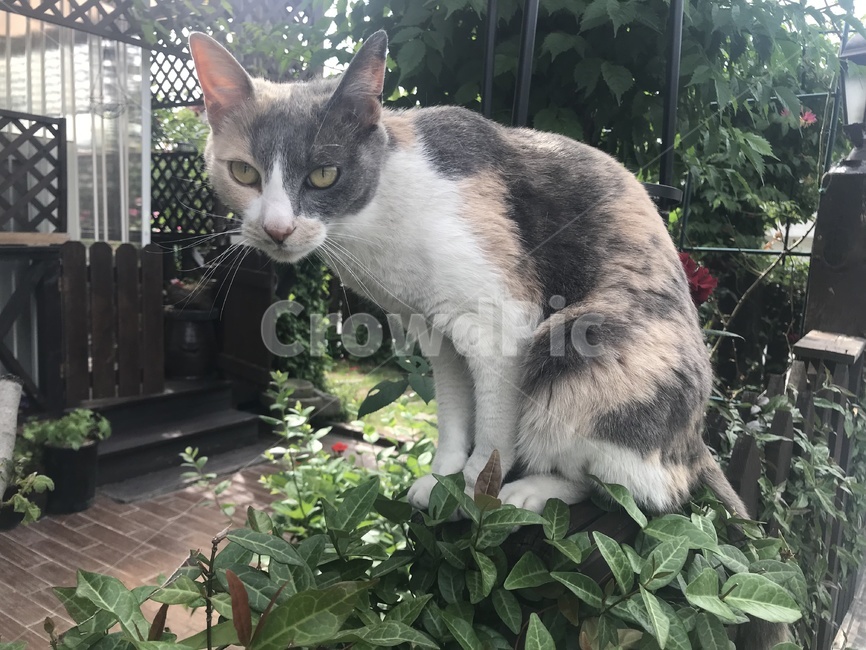 고양이,길고양이,산책,동물,애교,동물,animal,포유류,mammal,고양이,cat,kitten,kitty