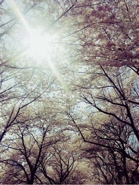벚꽃,봄,햇빛,꽃,사쿠라,자연,풍경,nature,landscape,plant,식물