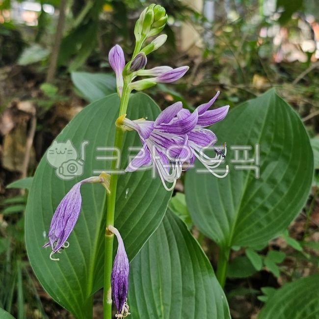 꽃,flower,꽃잎,petal,시드는꽃