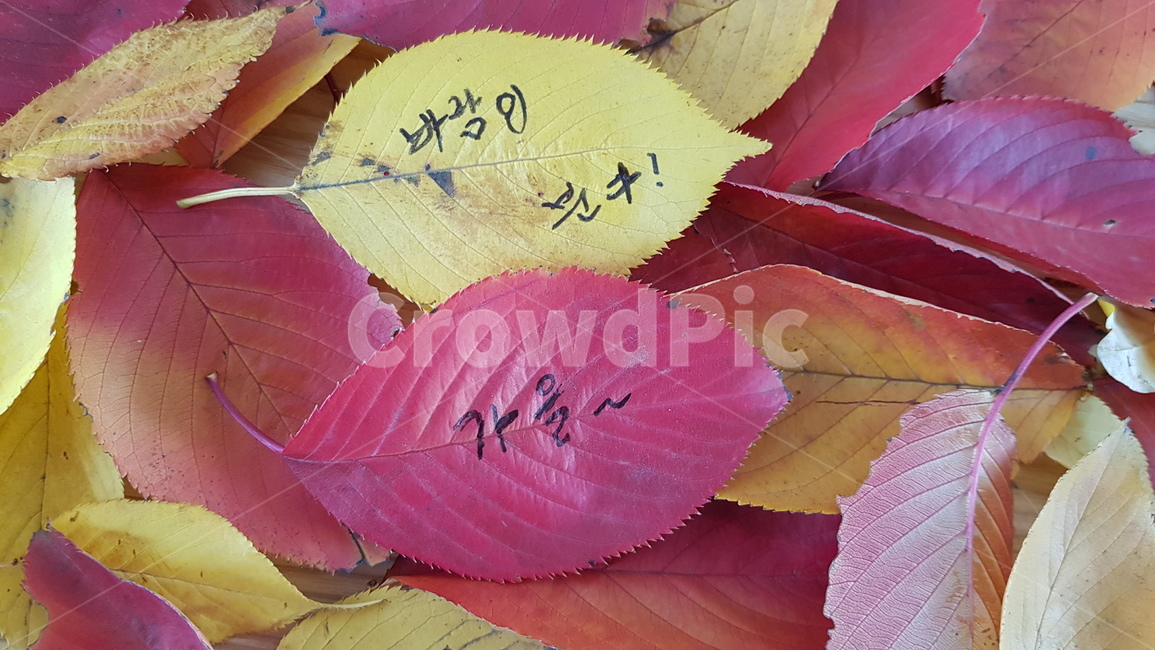 단풍,낙엽,가을,떨어진잎,글씨,그리움,쓸쓸함,노랑잎,빨강잎,마른잎,식물,plant,잎,자연,가을,계절,fall,autumn,season,leaf