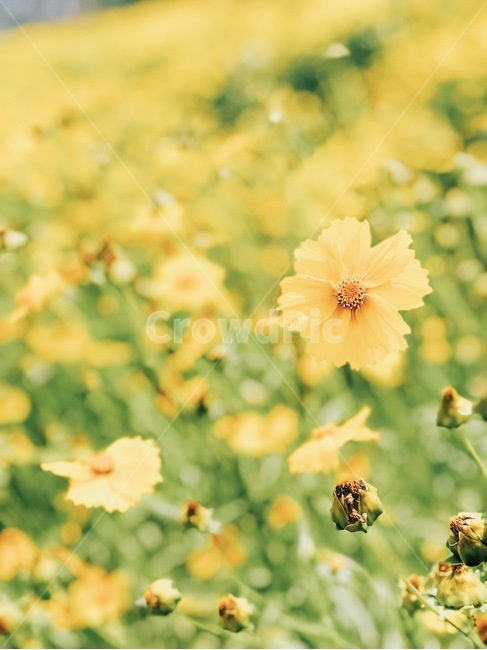 꽃,금계국,여름,햇살,자연,식물,자연,plants,nature,꽃,flower