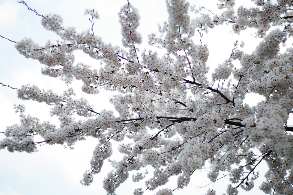 벚꽃,봄,꽃나무,하늘,하얀꽃,흰꽃,만개,벚나무,봄,계절,spring,season,식물,자연,plants,nature,꽃,flower,plant