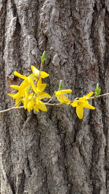 나무,식물,꽃,봄꽃,나무줄기,나무가지,봄,plant,tree,treetrunk,flower,blossom,꽃잎,노란색꽃,개나리