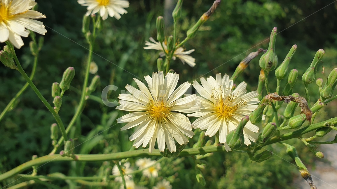 식물,flower,꽃,야생화,자연