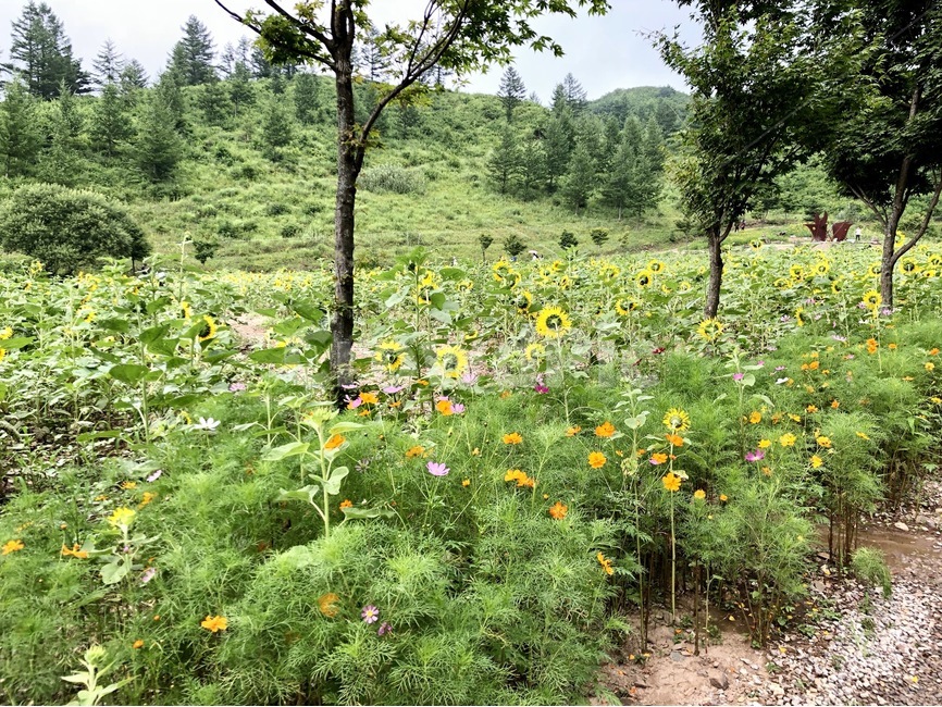 해바라기,코스모스,나무,정원,꽃,자연,풍경,nature,landscape,grassland,목초지,field,들,outdoors,옥외,rural,농촌,farm,농장