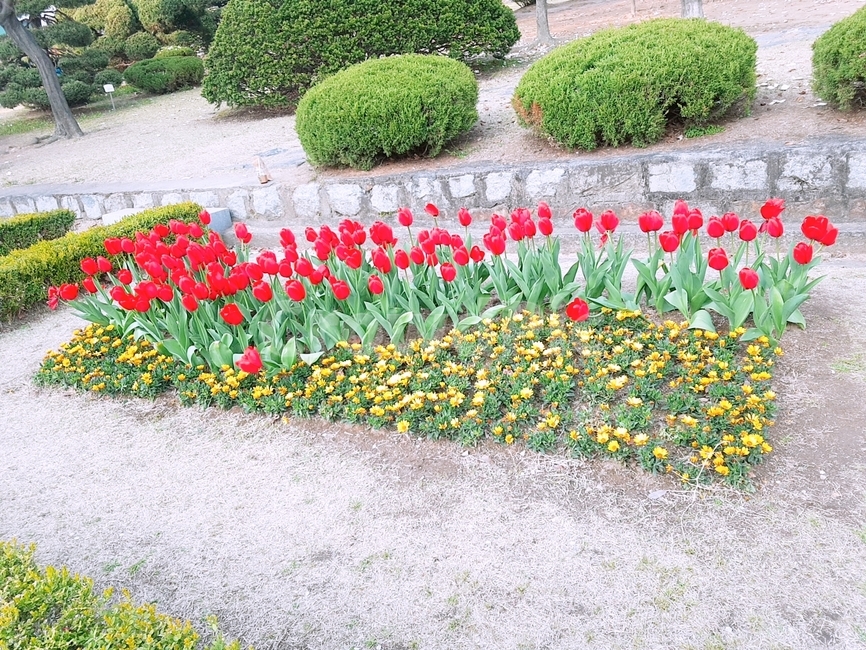 flower,꽃,blossom,식물,plant,식물,자연,plants,nature,꽃,flower