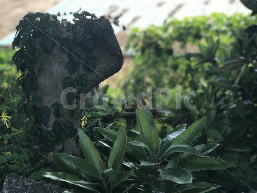 제주도,자연,무보정,덩굴,나무,식물,자연,plants,nature