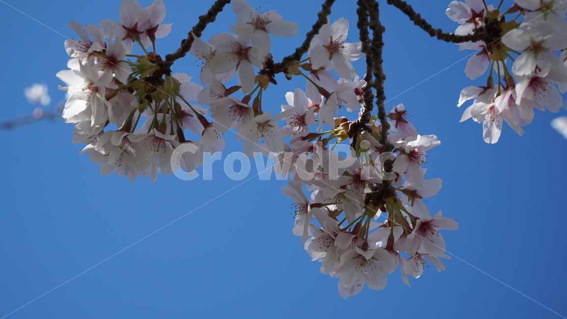 꽃,tree,spring,nature,sky,flower,branch,blossom,white,cherry,blue,bloom,branches,season,plant,trees,flowers,forest,blooming,beautiful,pink,day,봄,계절,spring,season,식물,자연,plants,nature,꽃,flower