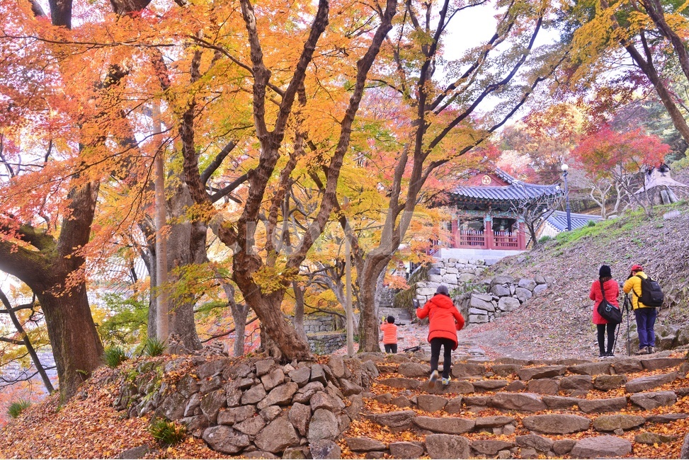전북,고창,문수사,문수사가을,문수사추색,문수사단풍,단풍,가을,path,통로,walkway,보도,person,사람,human,인간,자연,경치,경관,풍경