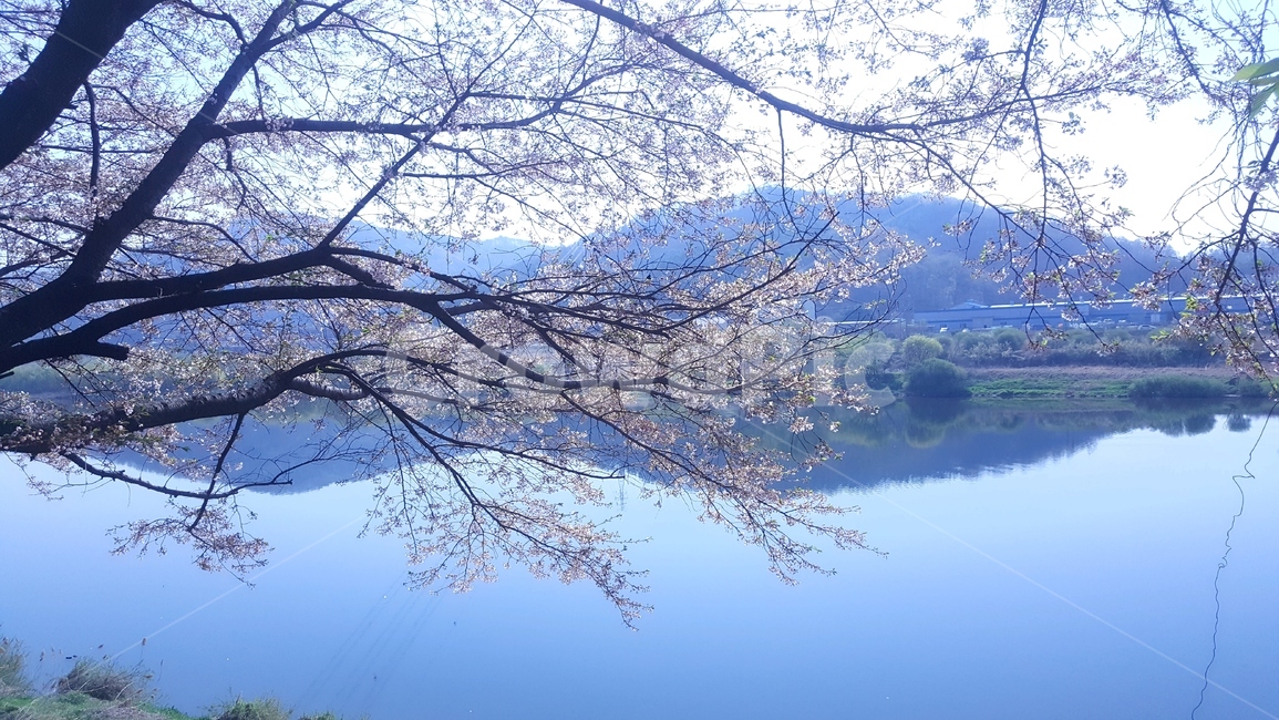 봄,꽃,벚꽃,강변,자연,식물,자연,plants,nature,꽃,flower