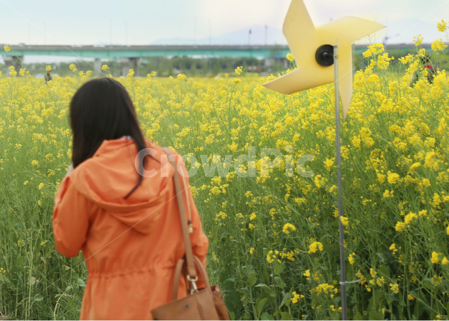 유채꽃,사람,뒷모습,인물,여성,여자,바람개비,하늘,봄,꽃,꽃밭,유채,들,field