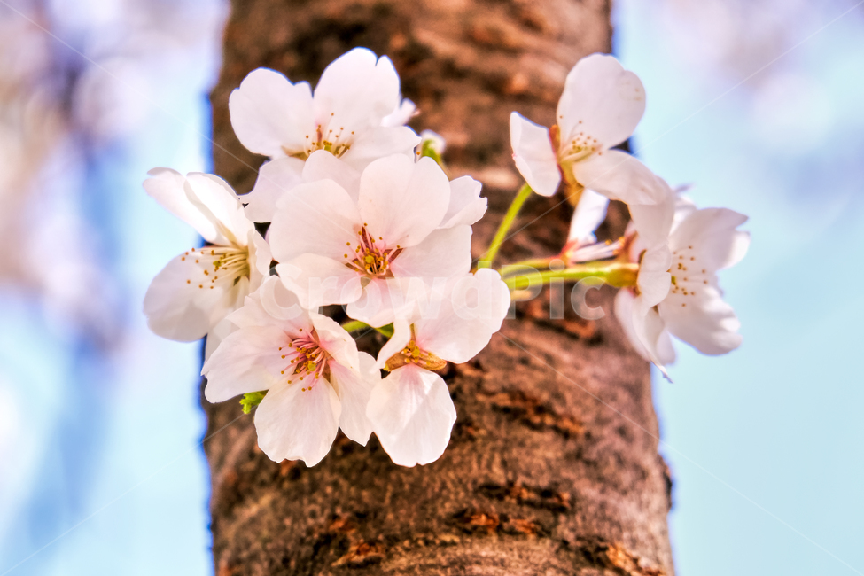 벚꽃,봄,야외,나무,꽃,핑크,분홍,봄,계절,spring,season,식물,자연,plants,nature,꽃,flower,plant